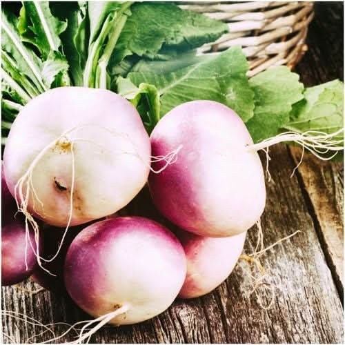 Purple Top White Globe Turnip Seeds For Planting (Brassica rapa)