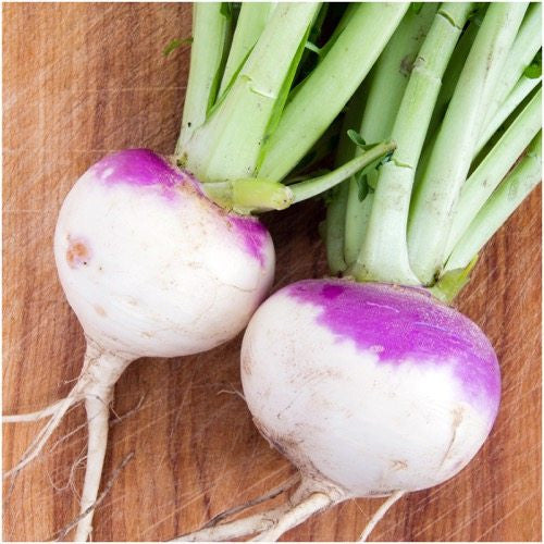 Purple Top Turnip