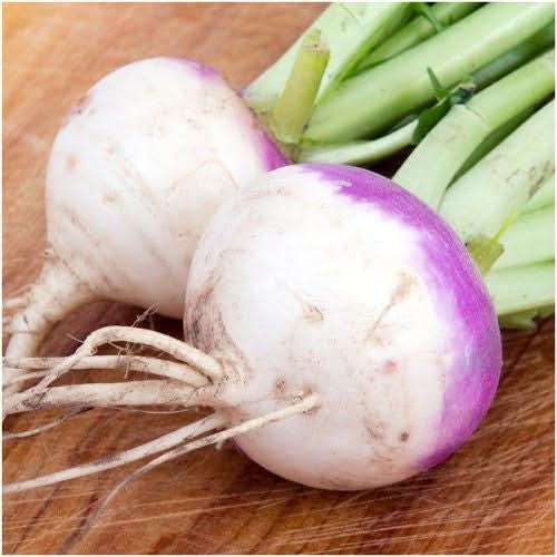 Purple Top White Globe Turnip Seeds For Planting (Brassica rapa)