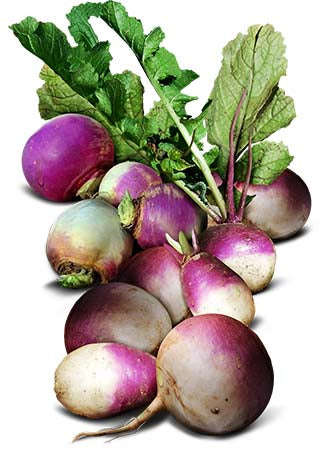 Purple Top White Globe Turnip Seeds For Planting (Brassica rapa)