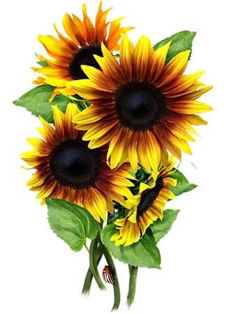 Firecracker Sunflower Seeds For Planting (Helianthus annuus)