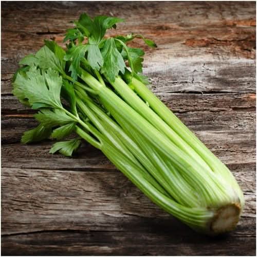 Utah 52-70 Celery Seeds For Planting (Apium graveolens)