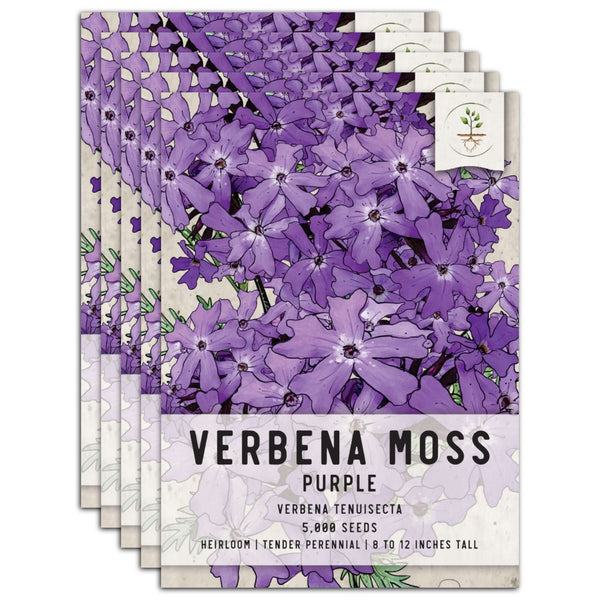 Verbena Moss Seeds For Planting (Verbena tenuisecta)