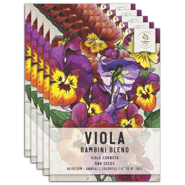 plant viola seeds Bambini Viola Seeds For Planting (Viola cornuta)
