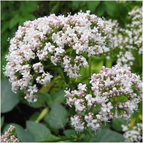 valerian seeds for planting