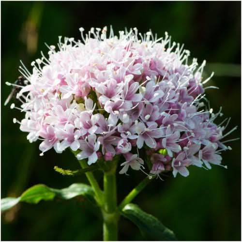 valerian seeds for planting