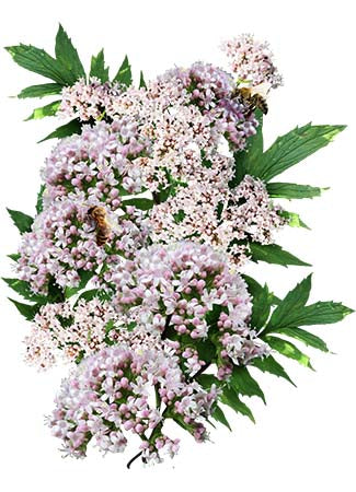 Common Valerian Herb Seeds For Planting (Valeriana officinalis)