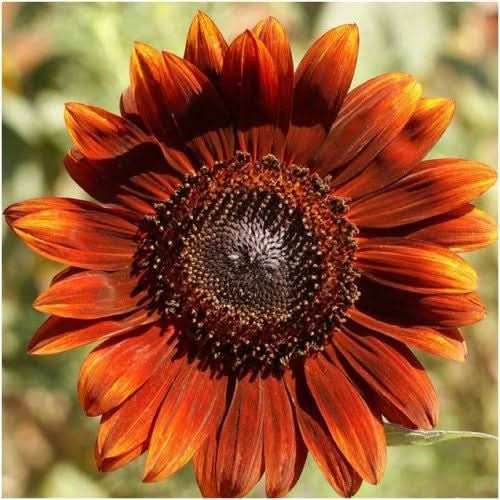 velvet queen sunflower seeds for planting