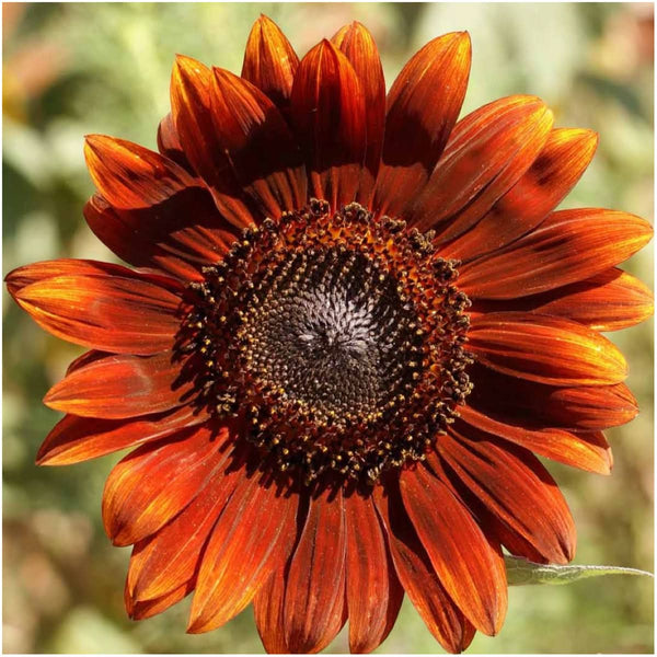 Sunflower Seed Collection