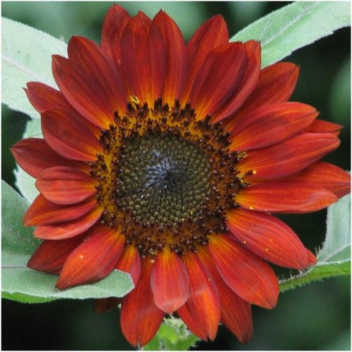 Velvet Queen Sunflower Seeds For Planting (Helianthus annuus)