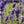 vera lavender seeds for planting