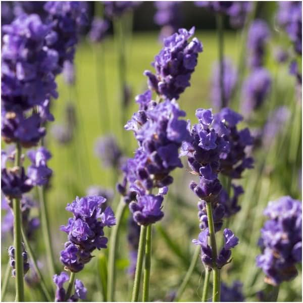 vera lavender plant Vera Lavender Seeds For Planting (Lavandula angustifolia) Seed Needs – Seed Needs LLC