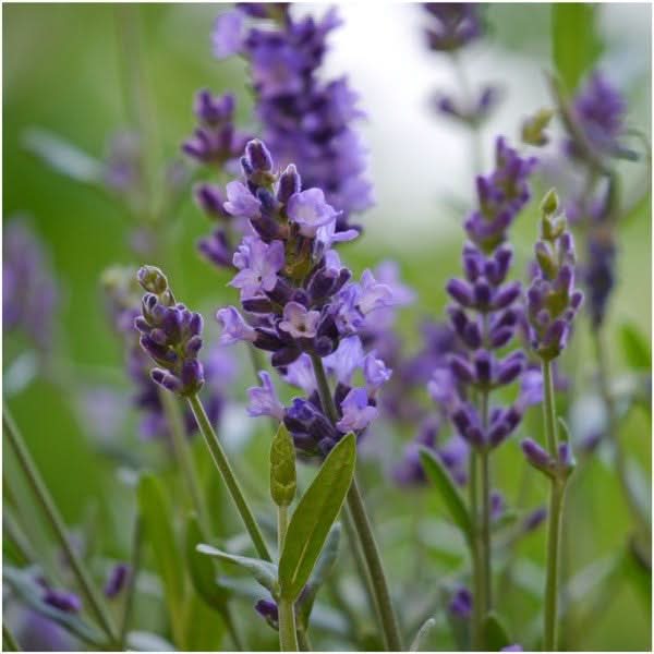 Vera Lavender Seeds For Planting 