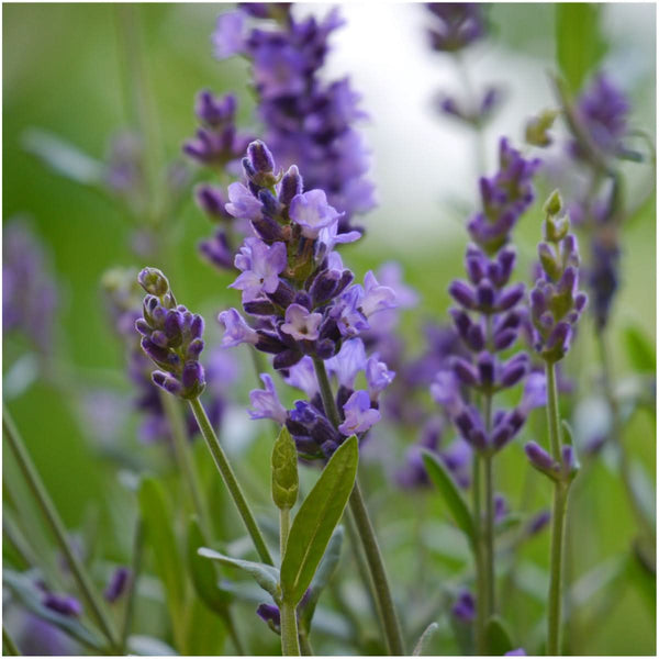 Lavender Seed Trio