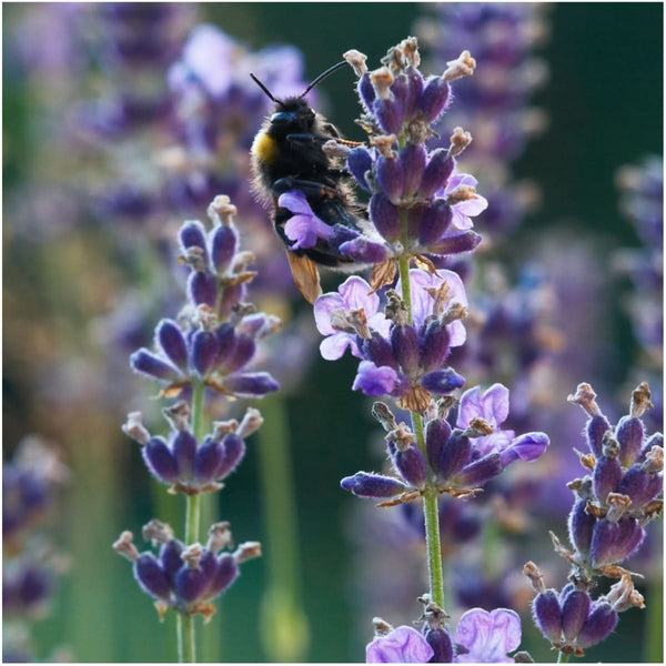 Lavender Seed Trio