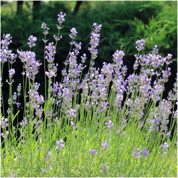 500 TRUE ENGLISH LAVENDER VERA Lavender Augustifolia Vera Herb Flower Seeds  
