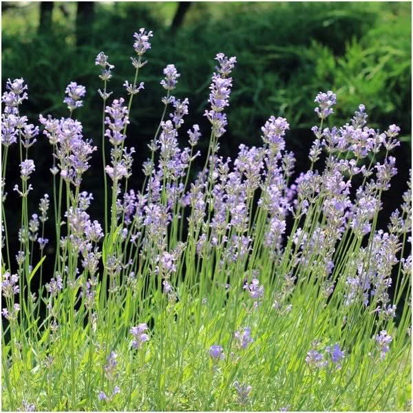 Old Fashioned English Lavender, Lavandula angustifolia Vera