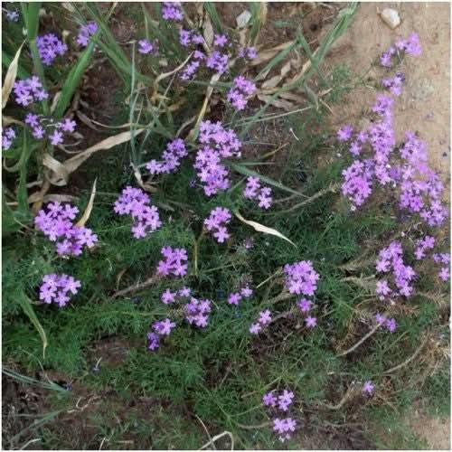 verbena moss seeds for planting