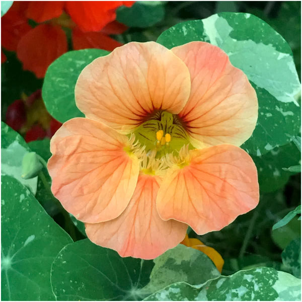 Vesuvius Nasturtium Seeds For Planting (Tropaeolum majus)