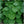 Vesuvius Nasturtium Seeds For Planting (Tropaeolum majus)