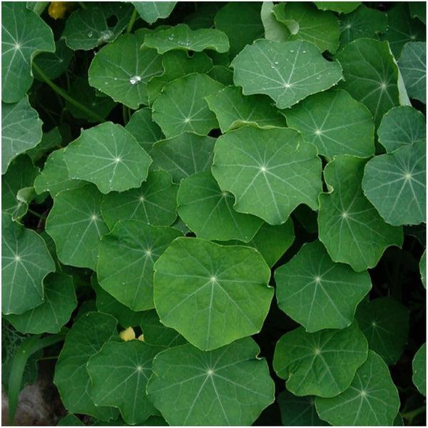 Vesuvius Nasturtium Seeds For Planting (Tropaeolum majus)