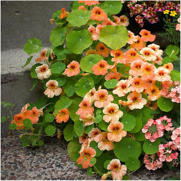 Vesuvius Nasturtium Seeds For Planting (Tropaeolum majus)