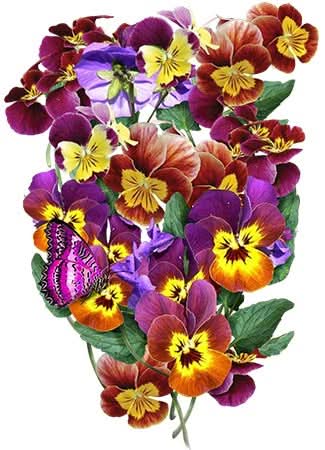 planting violas from seed Bambini Viola Seeds For Planting (Viola cornuta)