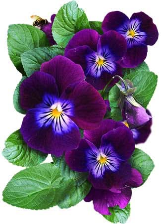 King Henry Viola Seeds For Planting (Viola cornuta)