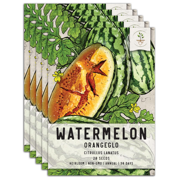 Orangeglo Watermelon Seeds For Planting (Citrullus lanatus)