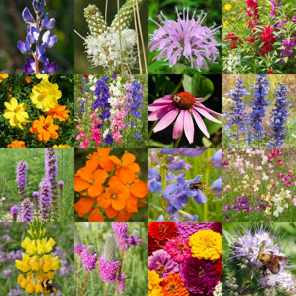 Bumblebee Buffet Wildflower Seed Blend (16 Varieties Included)