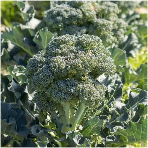 Waltham 29 Broccoli Seeds For Planting (Brassica oleracea)