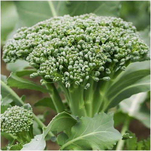 Waltham 29 Broccoli Seeds For Planting (Brassica oleracea)