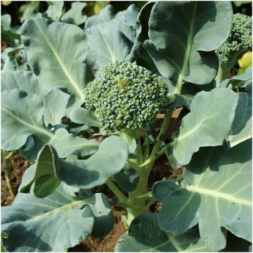 Waltham 29 Broccoli Seeds For Planting (Brassica oleracea)