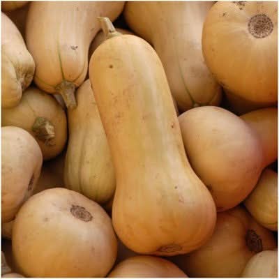 Waltham Butternut Winter Squash Seeds For Planting (Cucurbita pepo)