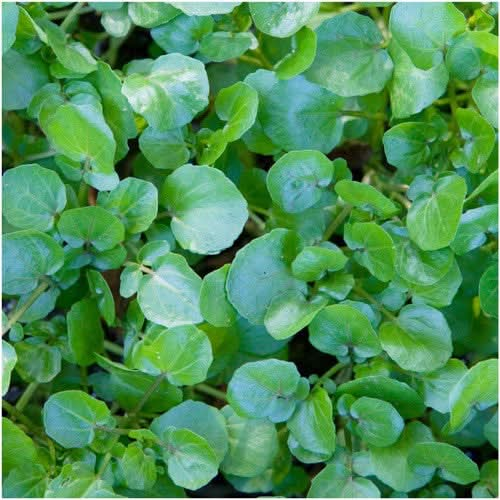 watercress seeds for planting