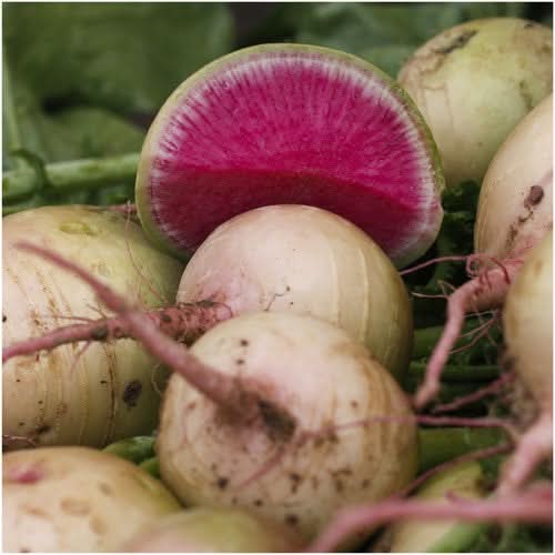 Watermelon Radish Seeds For Planting (Raphanus sativus)