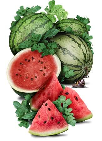 Cal Sweet Watermelon Seeds For Planting (Citrullus lanatus)