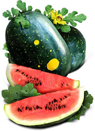 Moon & Stars Watermelon Seeds For Planting 