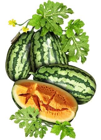 Orangeglo Watermelon Seeds For Planting (Citrullus lanatus)