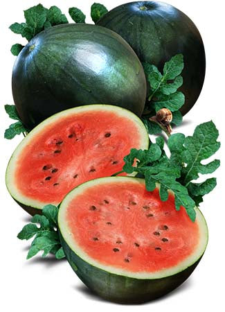 Sugar Baby Watermelon Seeds For Planting (Citrullus lanatus)