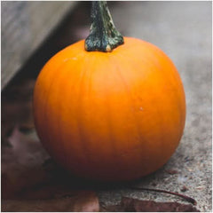 Wee B Little Pumpkin Seeds For Planting (Cucurbita pepo)