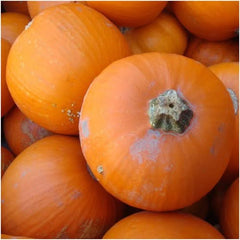 Wee B Little Pumpkin Seeds For Planting (Cucurbita pepo)