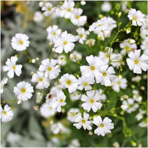 White Baby's Breath Seed For Planting (Gyposophila elegans) Seed