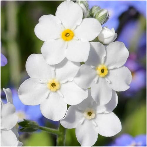 White Forget-Me-Not Seeds For Planting (Myosotis alpestris) Seed Needs –  Seed Needs LLC