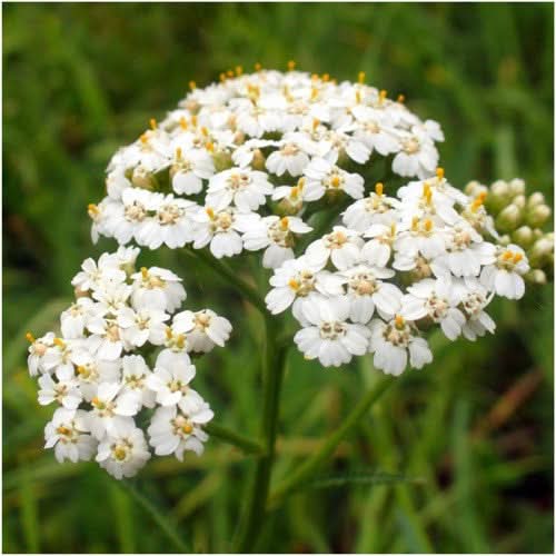 White Yarrow Seeds For Planting (Achillea millefolium)