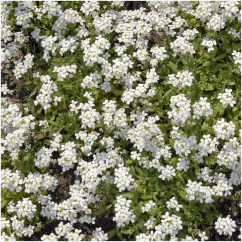 White Forget-Me-Not Seeds For Planting (Myosotis alpestris)