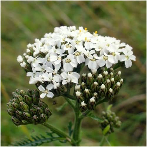 White Yarrow Seeds For Planting (Achillea millefolium)