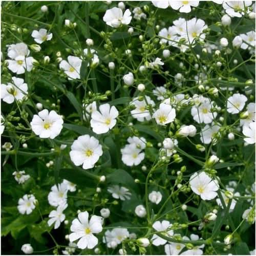 white baby's breath seeds for planting