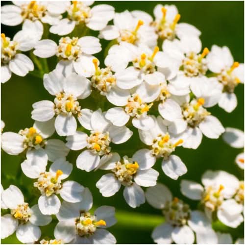 White Yarrow Seeds For Planting (Achillea millefolium)