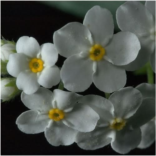 white forget me not seeds for planting